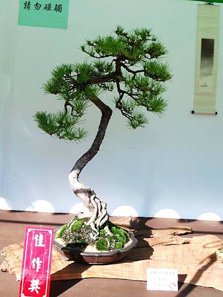 DSC_5974.jpg DSC_5974.jpg