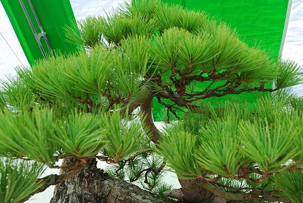 DSC_5984.jpg DSC_5984.jpg