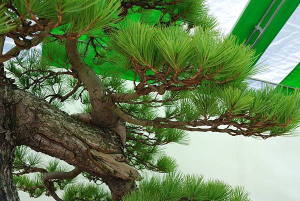 DSC_5986.jpg DSC_5986.jpg