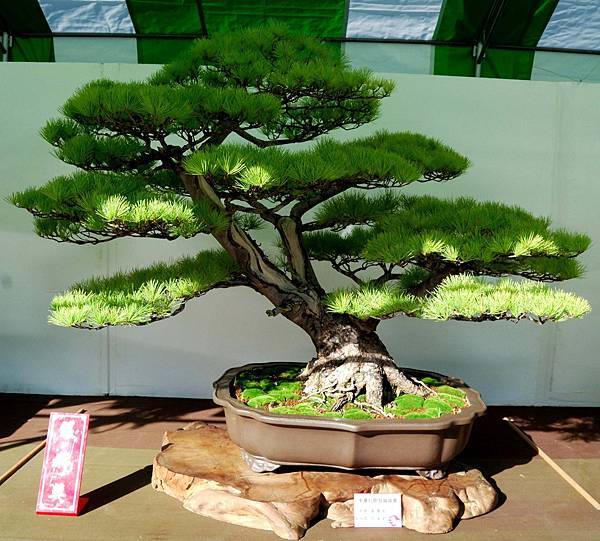 DSC_5992.jpg DSC_5992.jpg