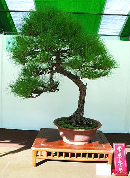 DSC_6006.jpg DSC_6006.jpg