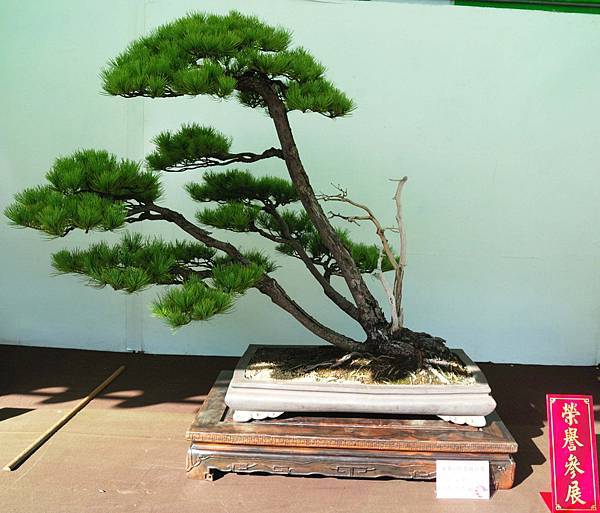 DSC_6008.jpg DSC_6008.jpg