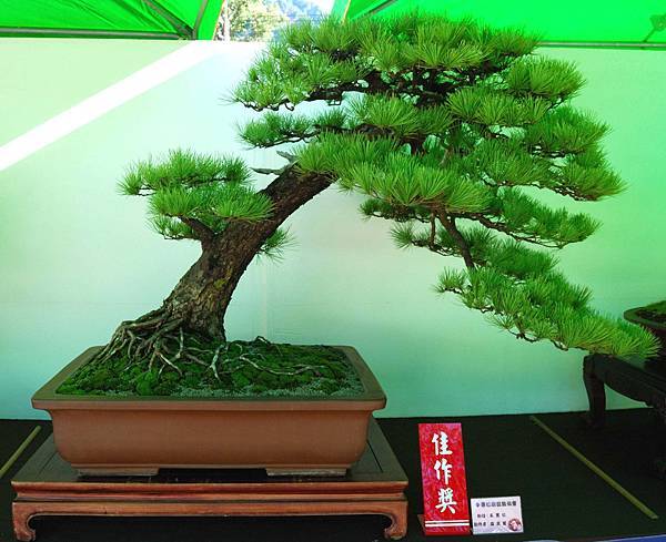 DSC_6016.jpg DSC_6016.jpg