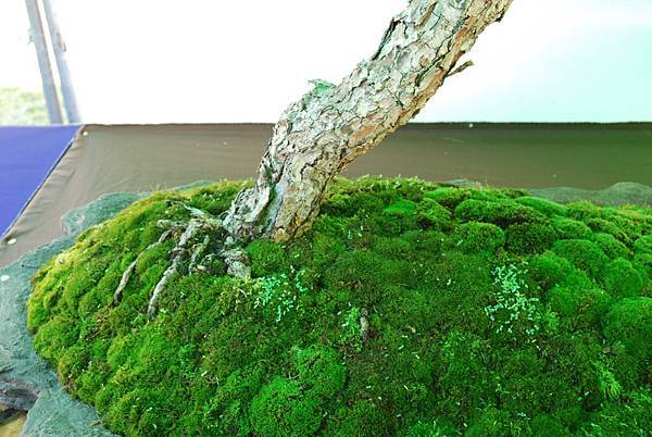 DSC_6036.jpg DSC_6036.jpg