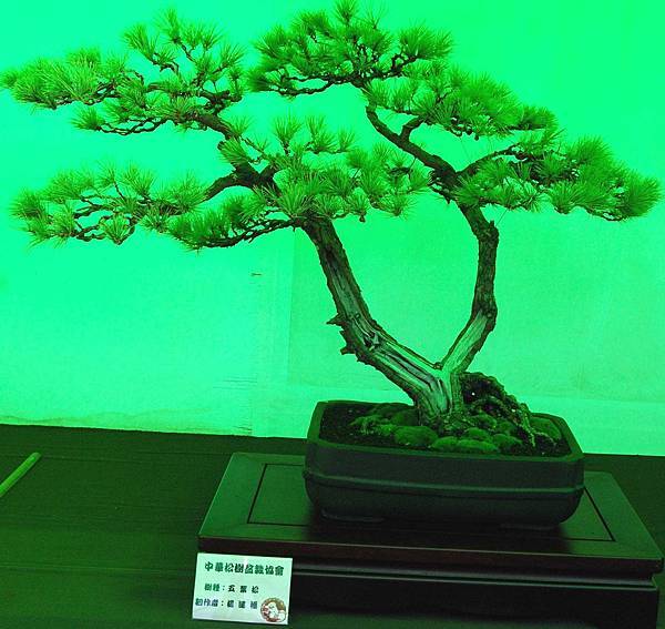 DSC_6065.jpg DSC_6065.jpg