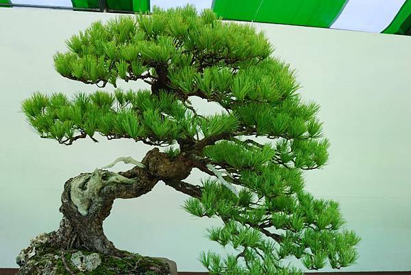 DSC_6101.jpg DSC_6101.jpg