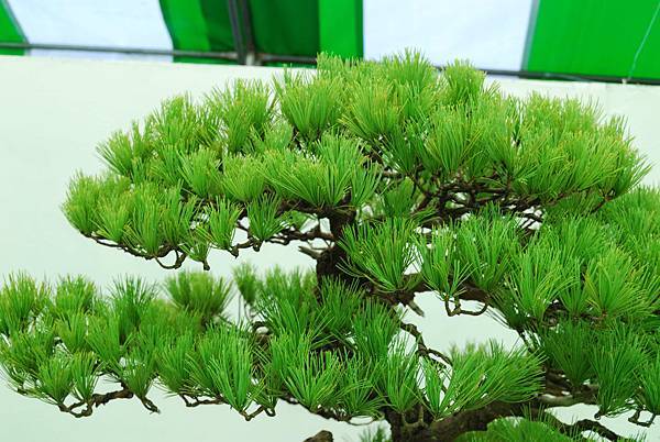 DSC_6103.jpg DSC_6103.jpg