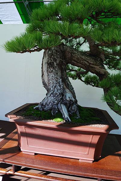 DSC_6152.jpg DSC_6152.jpg