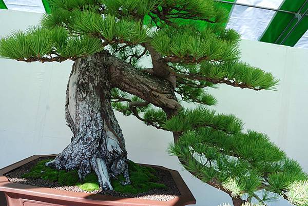 DSC_6154.jpg DSC_6154.jpg