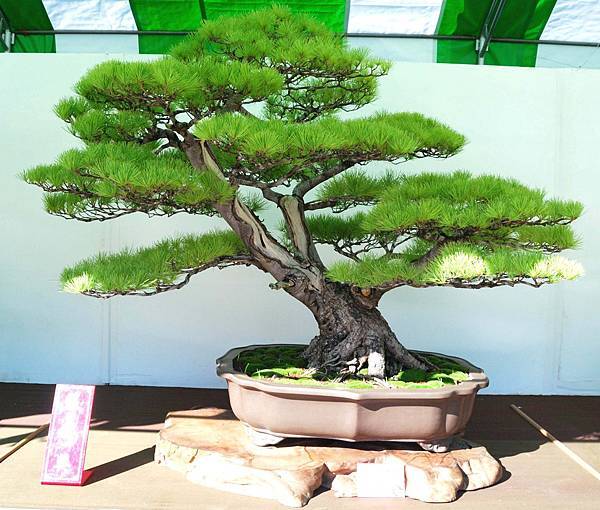 DSC_6155.jpg DSC_6155.jpg