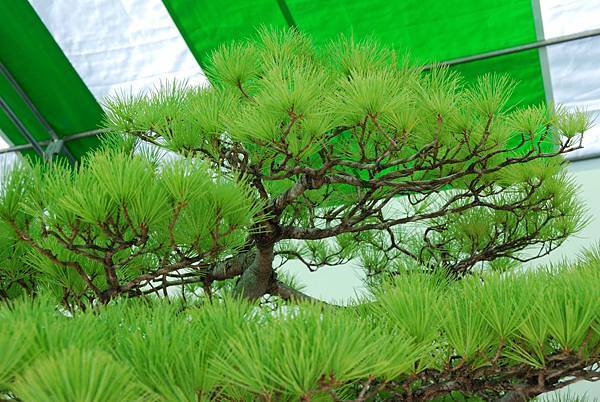 DSC_6159.jpg DSC_6159.jpg