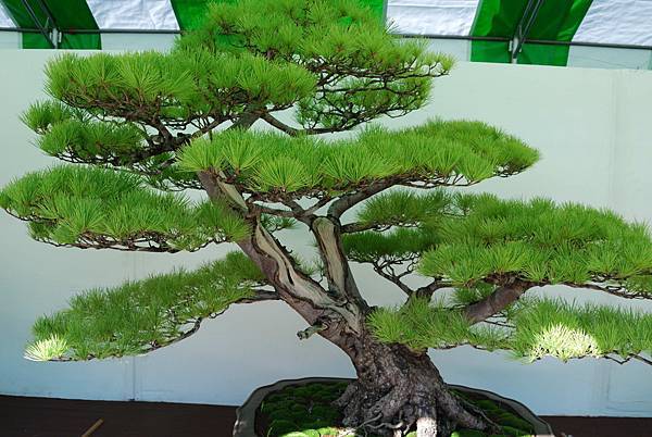 DSC_6161.jpg DSC_6161.jpg