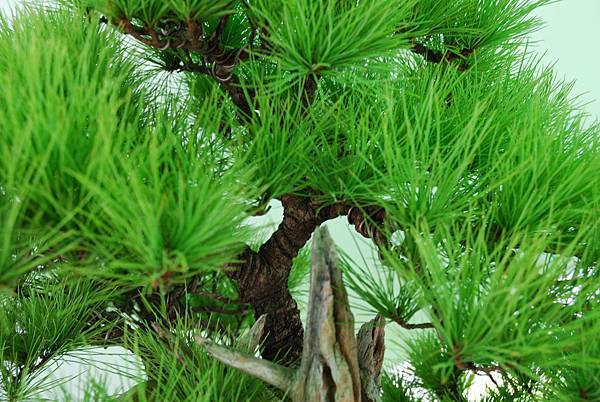 DSC_6175.jpg DSC_6175.jpg