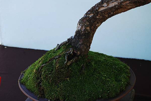 DSC_6179.jpg DSC_6179.jpg