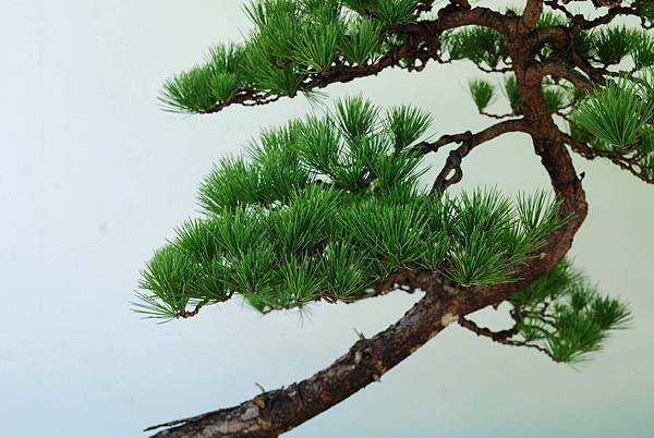 DSC_6181.jpg DSC_6181.jpg