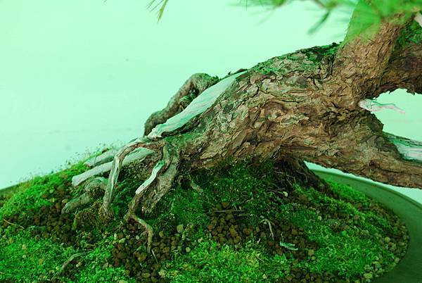 DSC_6184.jpg DSC_6184.jpg