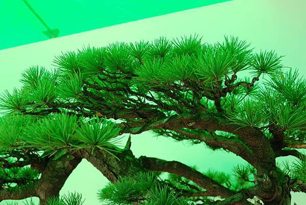 DSC_6196.jpg DSC_6196.jpg