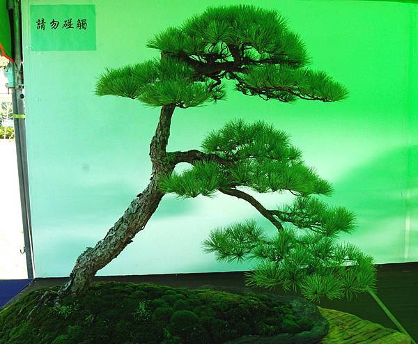 DSC_6201.jpg DSC_6201.jpg