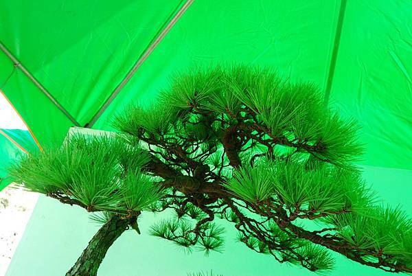 DSC_6202.jpg DSC_6202.jpg