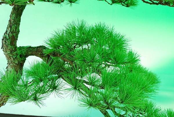 DSC_6203.jpg DSC_6203.jpg