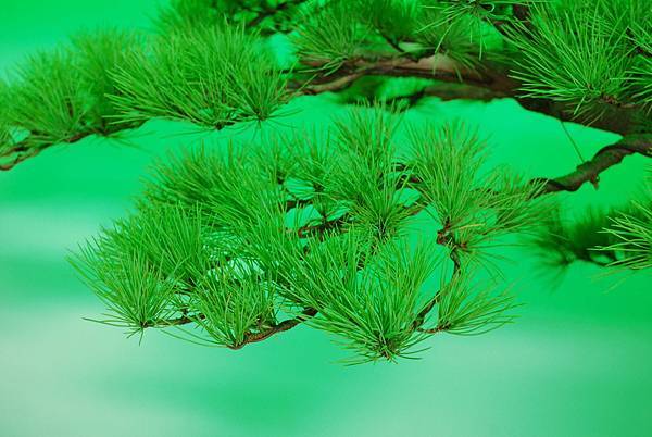 DSC_6211.jpg DSC_6211.jpg