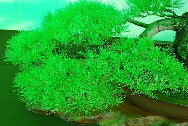 DSC_6215.jpg DSC_6215.jpg