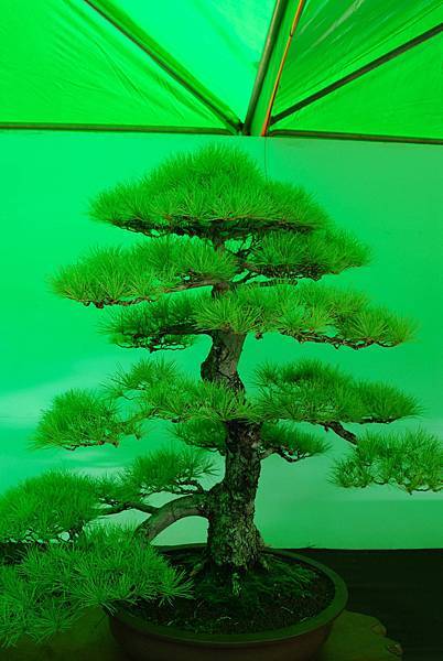 DSC_6219.jpg DSC_6219.jpg