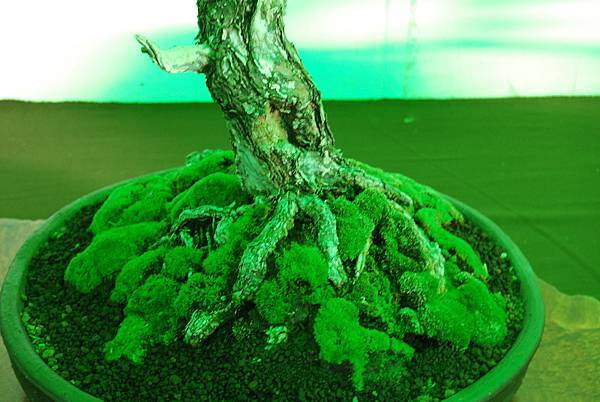 DSC_6222.jpg DSC_6222.jpg