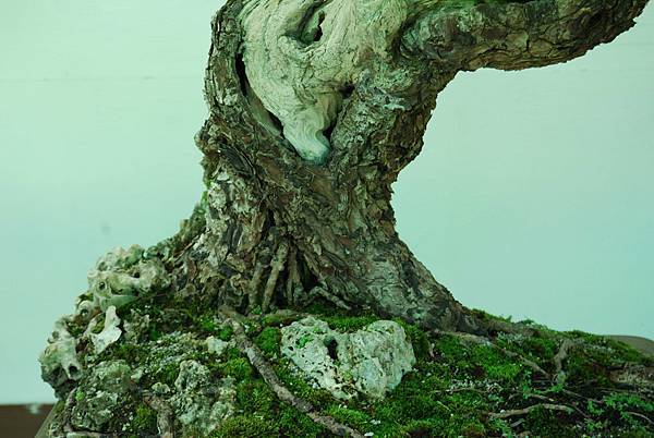 DSC_6230.jpg DSC_6230.jpg