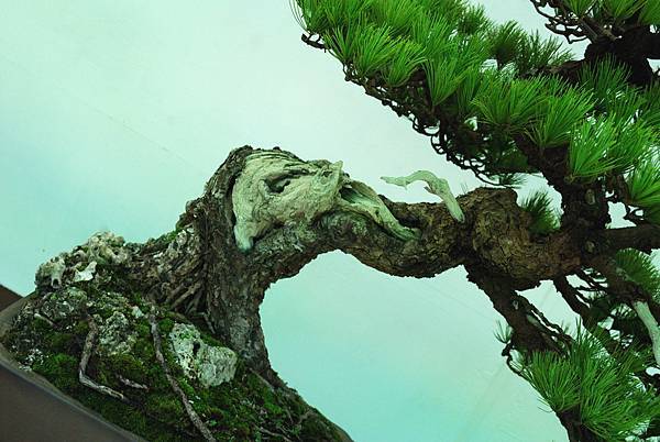 DSC_6232.jpg DSC_6232.jpg