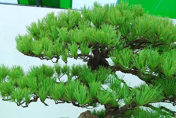 DSC_6236.jpg DSC_6236.jpg