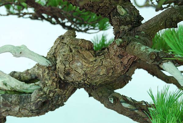 DSC_6234.jpg DSC_6234.jpg