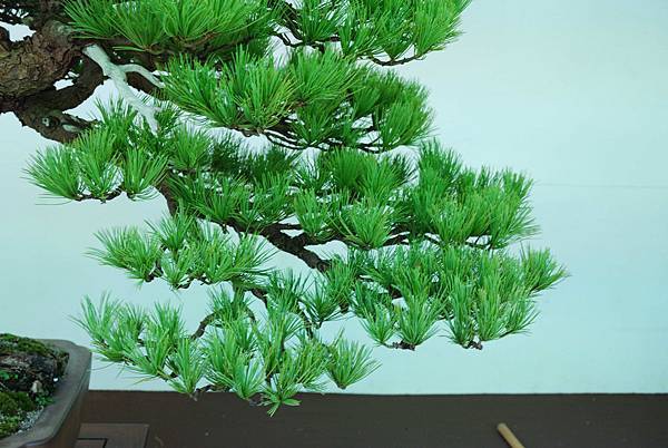 DSC_6237.jpg DSC_6237.jpg