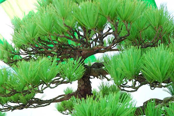 DSC_6239.jpg DSC_6239.jpg