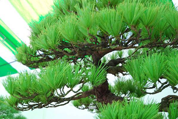 DSC_6240.jpg DSC_6240.jpg