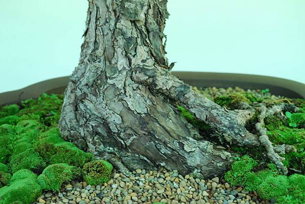 DSC_6243.jpg DSC_6243.jpg