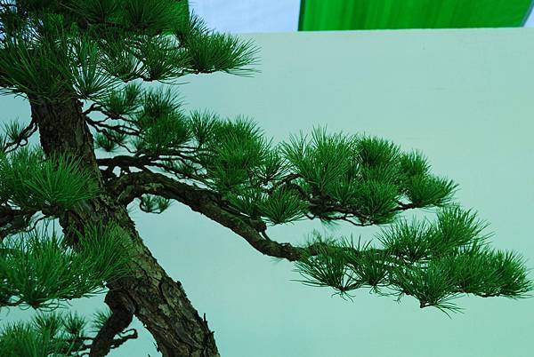 DSC_6245.jpg DSC_6245.jpg