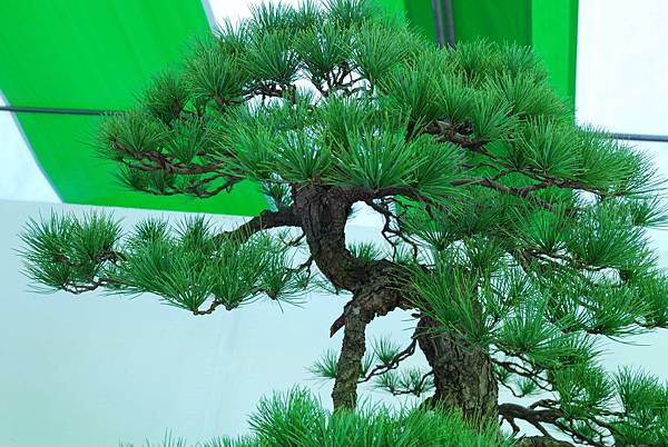 DSC_6247.jpg DSC_6247.jpg