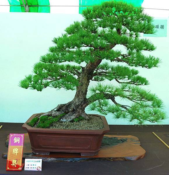 DSC_6255.jpg DSC_6255.jpg