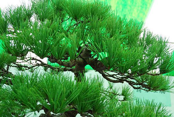 DSC_6261.jpg DSC_6261.jpg