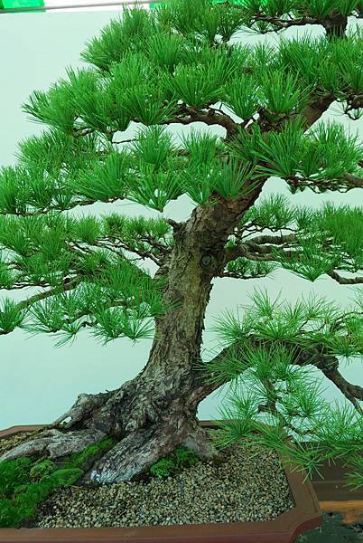 DSC_6259.jpg DSC_6259.jpg