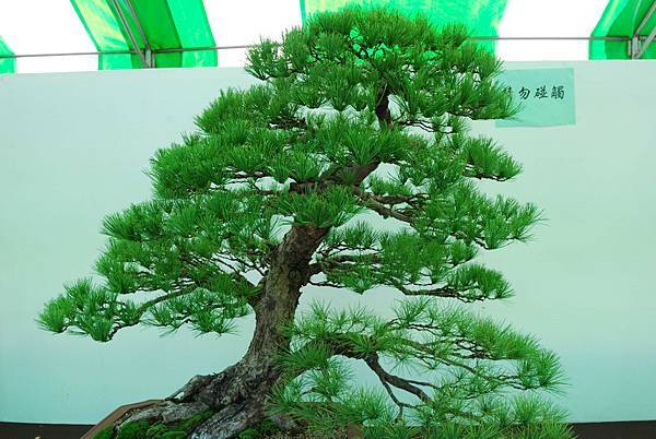 DSC_6262.jpg DSC_6262.jpg