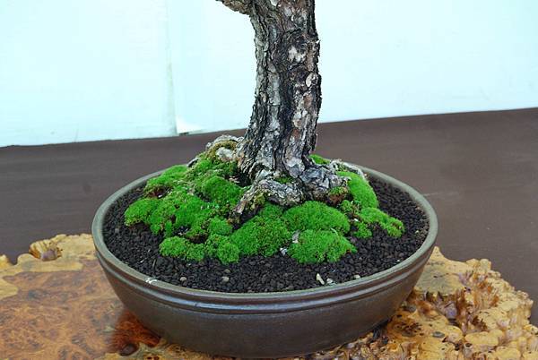 DSC_6266.jpg DSC_6266.jpg