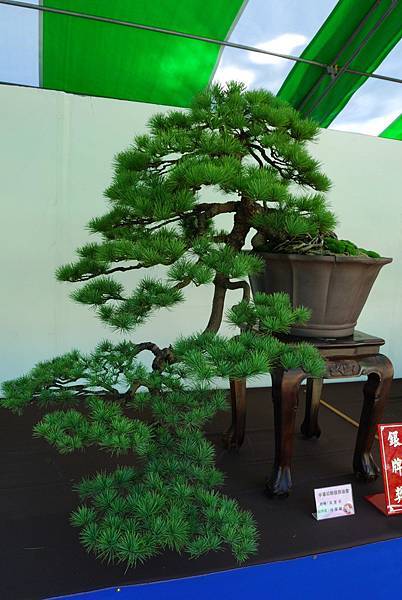 DSC_6290.jpg DSC_6290.jpg