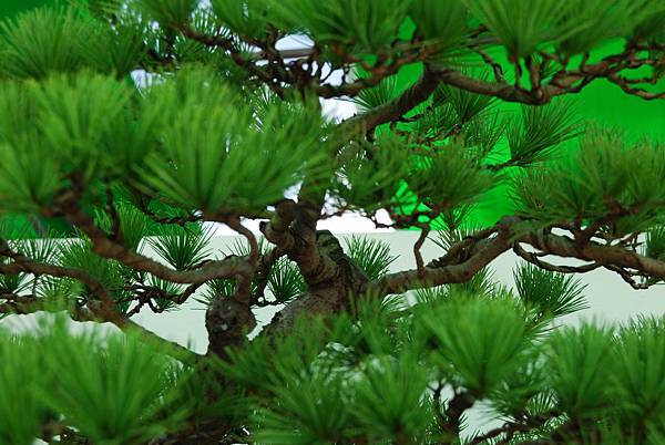 DSC_6295.jpg DSC_6295.jpg