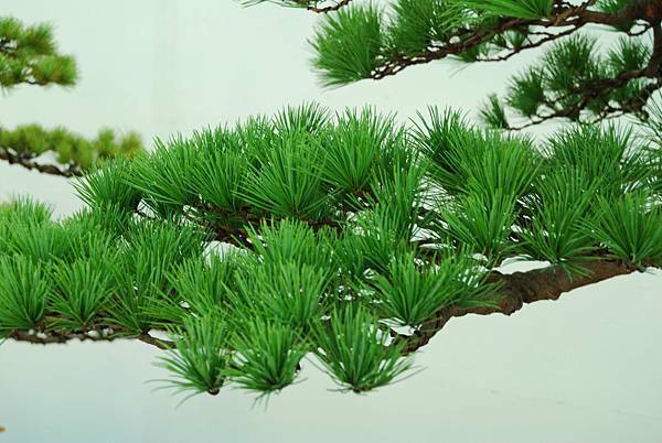 DSC_6296.jpg DSC_6296.jpg