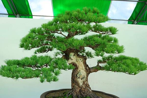 DSC_6298.jpg DSC_6298.jpg