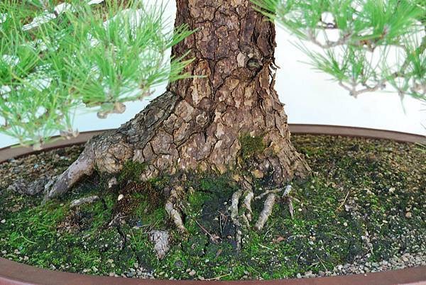 DSC_6301.jpg DSC_6301.jpg