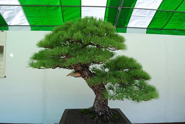 DSC_6319.jpg DSC_6319.jpg