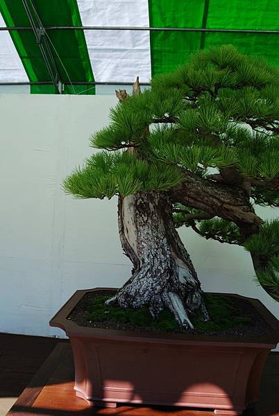 DSC_6323.jpg DSC_6323.jpg